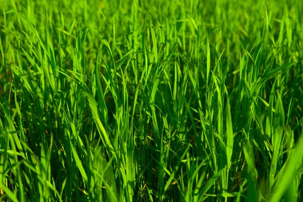 Зеленый фон травы — стоковое фото