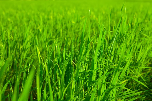 Fresh lawn in the morning — Stock Photo, Image