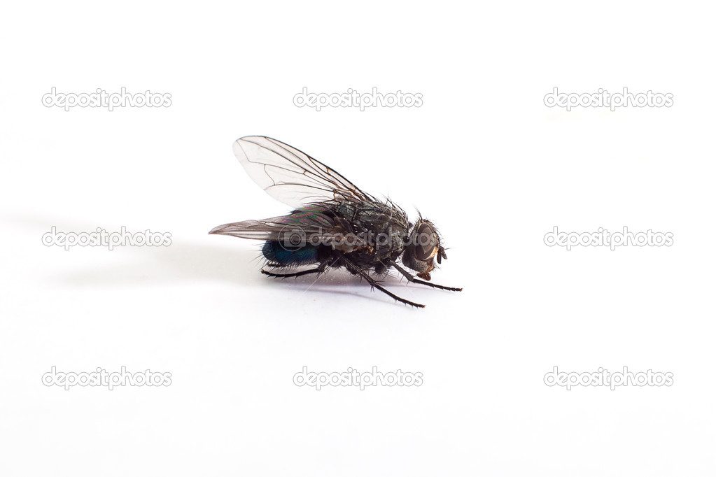 Big fly