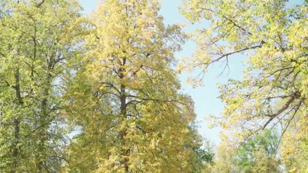 Arbre aux feuilles jaunes en automne sur fond de ciel clair — Video