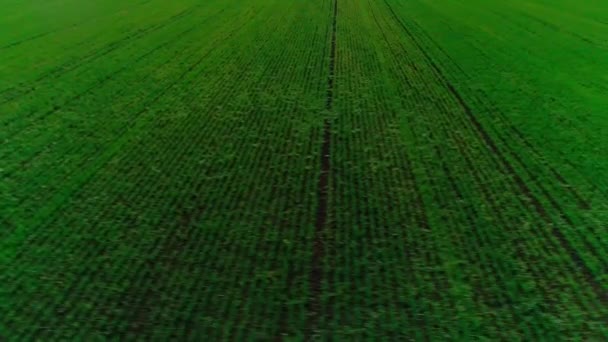 밀 이 있는 농경지를 촬영 한 공중 영상 — 비디오