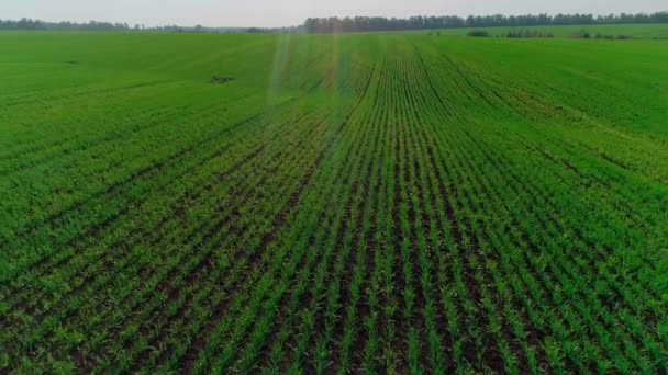 Aerial video of an agricultural field with wheat — Stock Video