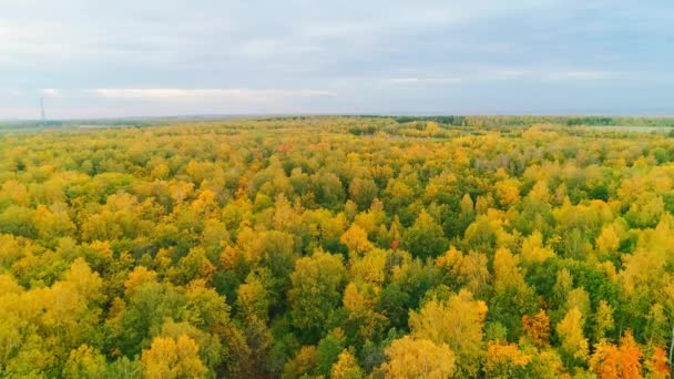 Video aereo della foresta autunnale in una giornata nuvolosa — Video Stock