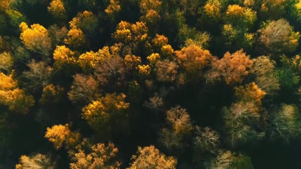 Légi felvétel őszi erdő egy napsütéses napon — Stock videók