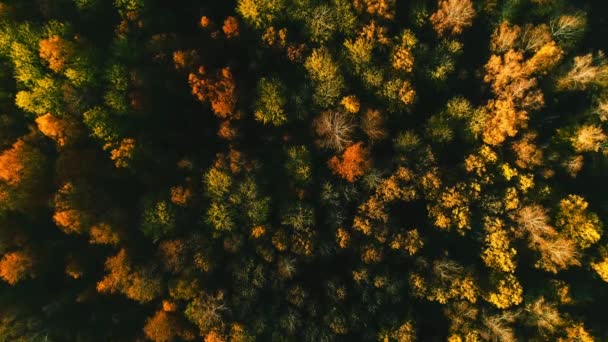 Luftbild des Herbstwaldes an einem sonnigen Tag — Stockvideo