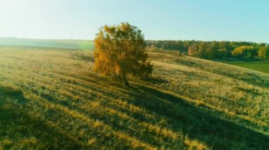 Sonbaharda tarlada yapayalnız ağaç videosu.