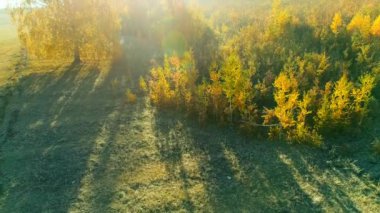 Güneşli bir sabahta, sonbahar ormanının hava videosu.
