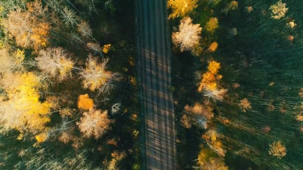 Vidéo aérienne de la forêt d'automne et de la route — Video