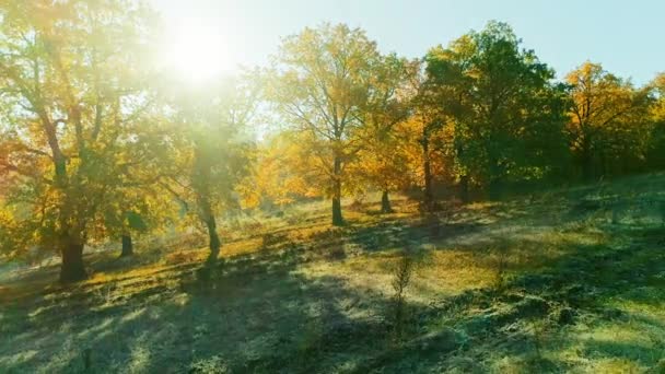 Güneşli bir sabahta, sonbahar ormanının hava videosu. — Stok video