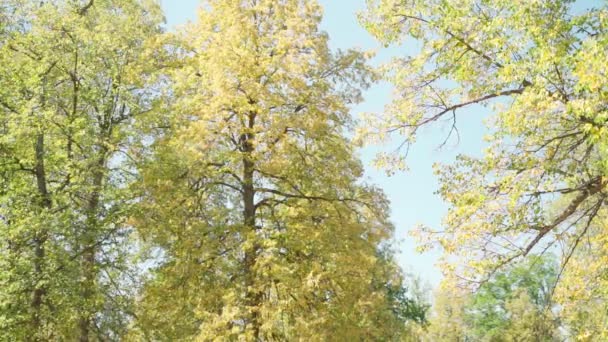Arbre aux feuilles jaunes en automne sur fond de ciel clair — Video