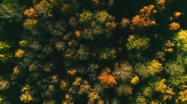 Güneşli bir günde sonbahar ormanının havadan çekilmiş videosu
