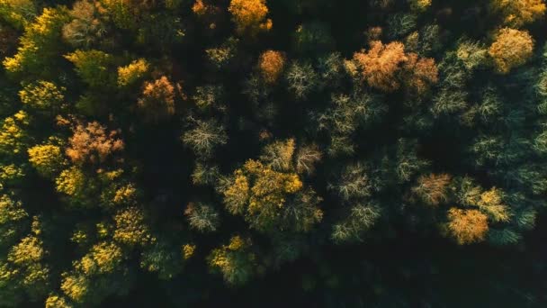 Luchtfoto van herfstbos op een zonnige dag — Stockvideo