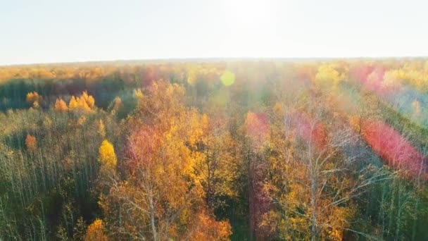 Güneşli bir günde sonbahar ormanının havadan çekilmiş videosu — Stok video