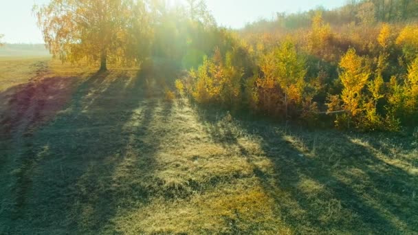 晴れた日の秋の森の空中ビデオ — ストック動画