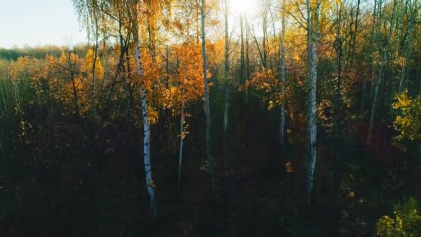 Flygfoto av höstskogen vid soluppgången — Stockvideo