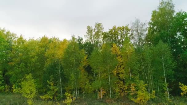 Video aereo della foresta autunnale la sera — Video Stock