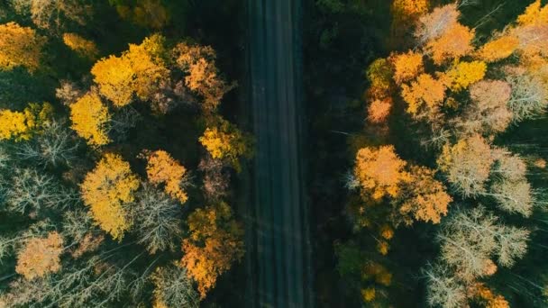 Повітряне відео осіннього лісу та дороги — стокове відео