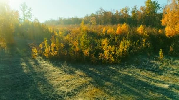 Vidéo aérienne de la forêt d'automne au lever du soleil — Video