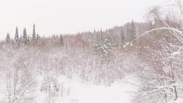 Vídeo aéreo de montañas y bosque invernal — Vídeo de stock