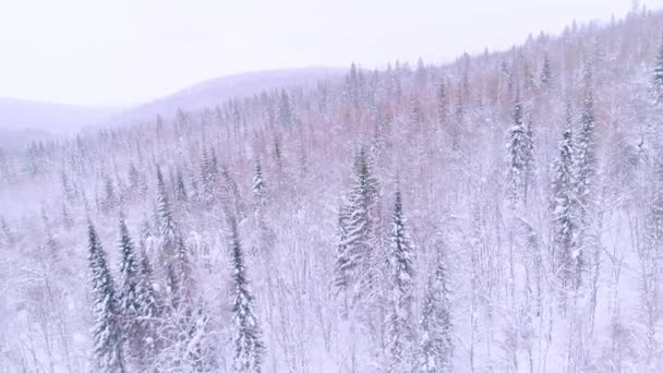 Letecké video hor a zimních lesů — Stock video