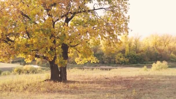 Chica turista en una caminata en el bosque de otoño — Vídeos de Stock