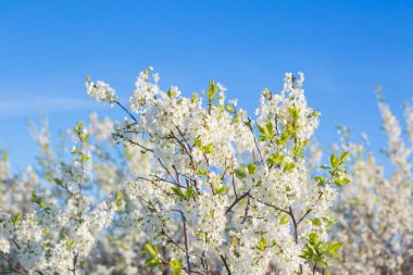 Bahçede ya da parkta, gökyüzünde çiçek açan sakura ağacı.
