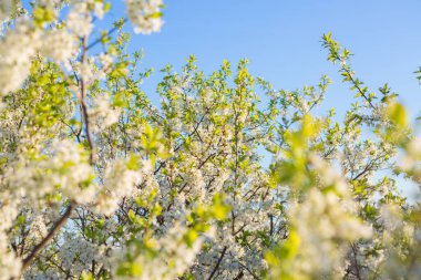 Bahçede ya da parkta, gökyüzünde çiçek açan sakura ağacı.