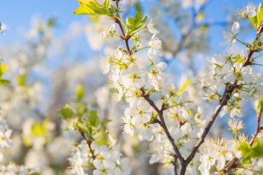 Bahçede ya da parkta, gökyüzünde çiçek açan sakura ağacı.