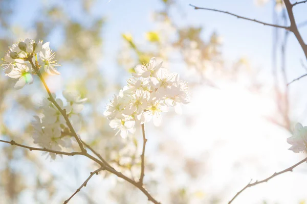 Kwitnące drzewo sakura na tle nieba w ogrodzie lub parku. — Zdjęcie stockowe