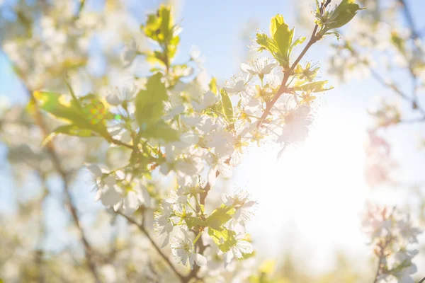 Kwitnące drzewo sakura na tle nieba w ogrodzie lub parku. — Zdjęcie stockowe