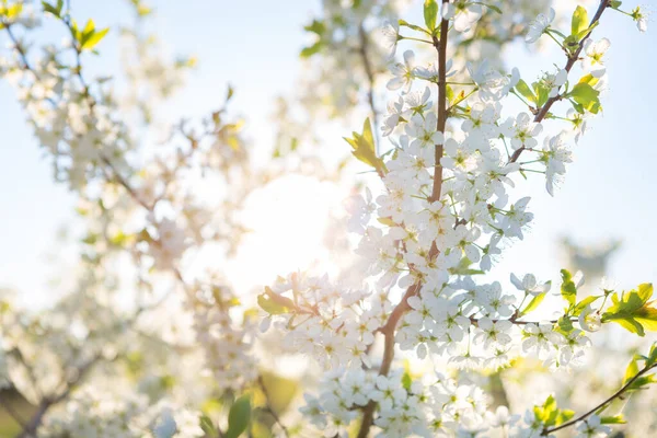 Kwitnące drzewo sakura na tle nieba w ogrodzie lub parku. — Zdjęcie stockowe
