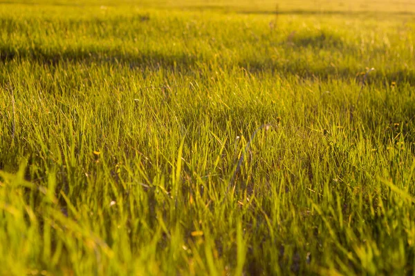 Żółta trawa z bliska o wschodzie słońca lub zachodzie słońca z promieniami — Zdjęcie stockowe