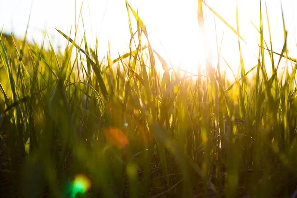 Gele gras close-up bij zonsopkomst of zonsondergang met stralen — Stockfoto