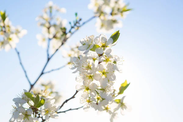 Blühender Sakura-Baum auf Himmelshintergrund im Garten oder Park. Stockfoto