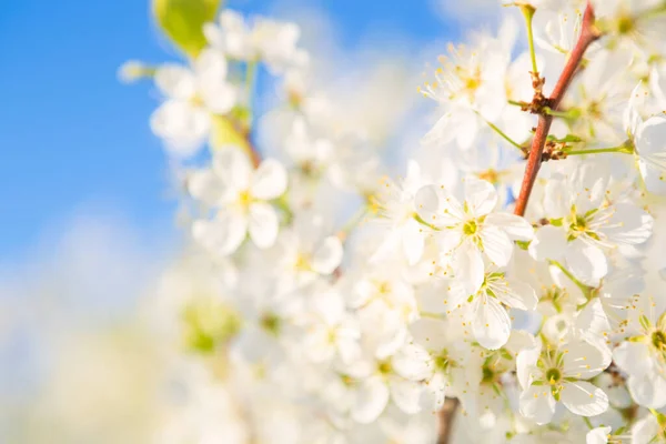 Arbre sakura en fleurs sur fond de ciel dans le jardin ou le parc . Photos De Stock Libres De Droits