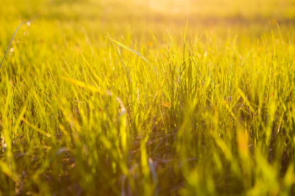 日の出や日没時には黄色い草を光線で閉じます。 ストックフォト