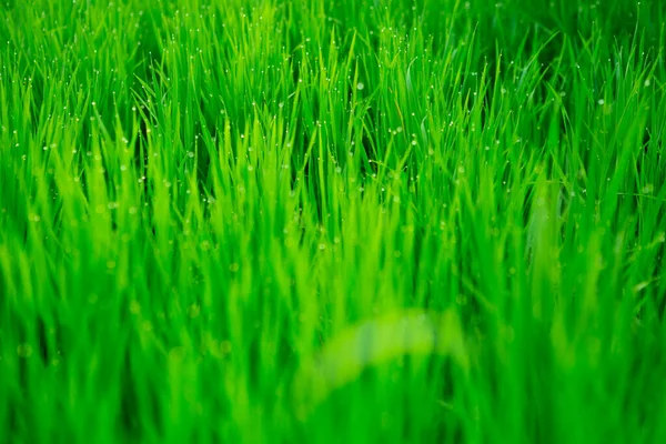 Nahaufnahme des frischen, dicken Grases mit Wassertropfen am frühen Morgen — Stockfoto