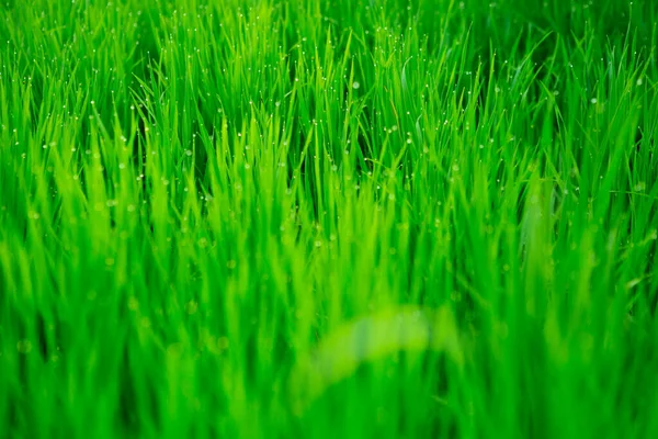 Primer plano de la hierba fresca y espesa con gotas de agua por la mañana temprano Imagen De Stock