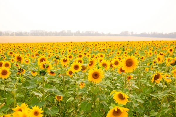 Sonnenblumenfeld bei Sonnenuntergang. Feld blühender Sonnenblumen auf einem Hintergrund Sonnenuntergang. — Stockfoto