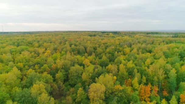 Aerial video of autumn forest in the evening — Stock Video