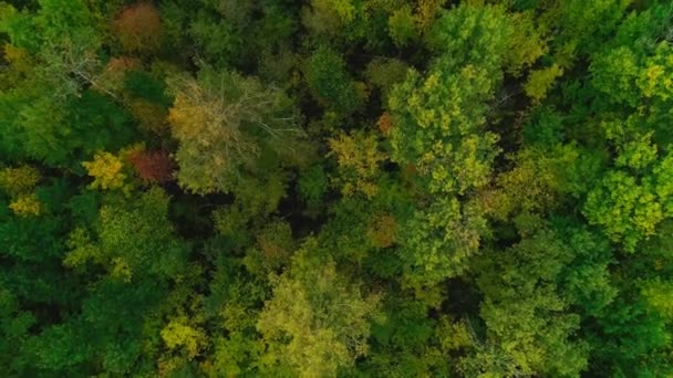 夜晚秋天森林的空中录像 — 图库视频影像