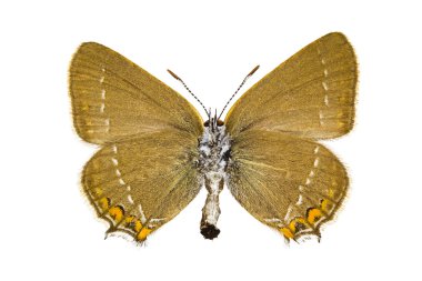 Satyrium acaciae (yaban eriği Hairstreak)