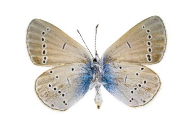 Cupido osiris (Osiris mavi)