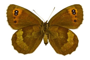 Erebia aethiops (viski Argus)