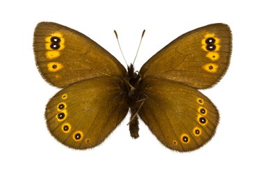 Erebia medusa (Woodland lüle)