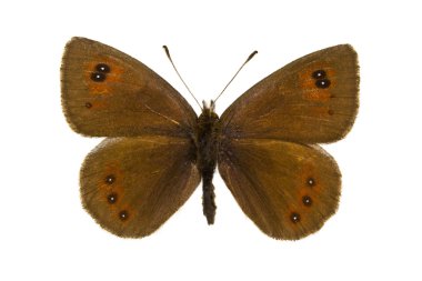 Erebia cassioides