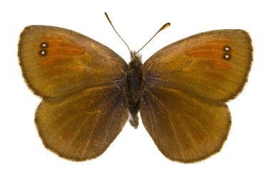 Satyrium spini (mavi-spot Hairstreak)