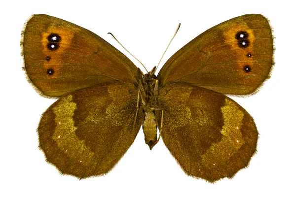 Erebia aethiops (schottischer Argus)) — Stockfoto