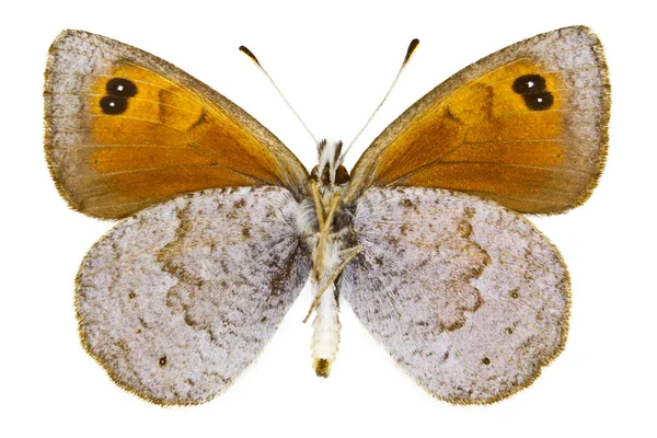 Ehebia cassioides — Stockfoto