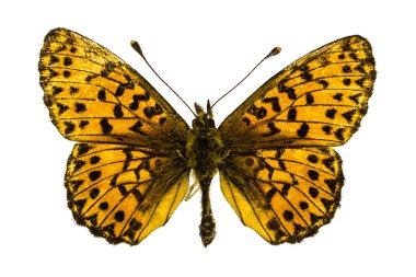 Boloria (Clossiana) titania (Titania'nın Fritillary)